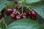 Photo of a close-up of cranberry-colored grape-like fruit surrounded by green leaves