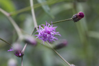 Photo of a close-up of a spiky purple flower 