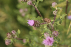 Photo of a close-up of a flower with lavender spikes